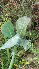 Brassica oleracea
