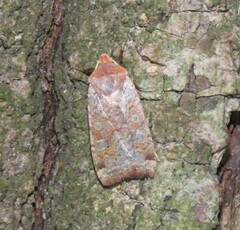 Conistra erythrocephala