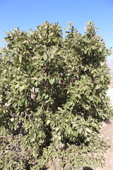 Quercus brantii