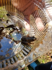 Lithobates clamitans