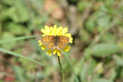 Melitaea celadussa