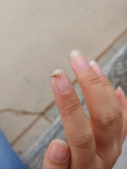 Belonochilus numenius