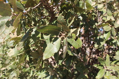 Quercus brantii