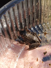 Lithobates clamitans