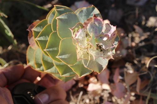Euphorbia craspedia