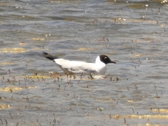 Chroicocephalus serranus