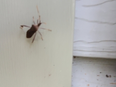 Leptoglossus oppositus