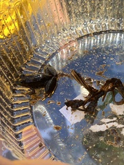 Lithobates clamitans