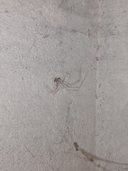 Crossopriza lyoni