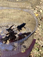 Lithobates clamitans