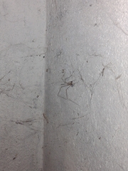 Crossopriza lyoni