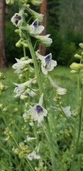 Delphinium glaucum