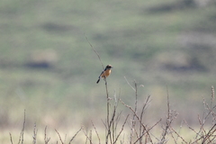 Saxicola torquatus