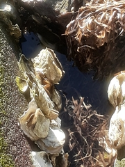 Crassostrea virginica