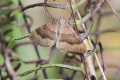 Larentia clavaria
