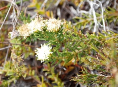 Agathosma hookeri