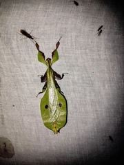 Pulchriphyllium bioculatum