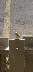 Passer domesticus