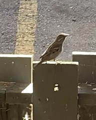 Passer domesticus