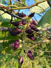 Mucuna