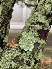 Flavoparmelia caperata