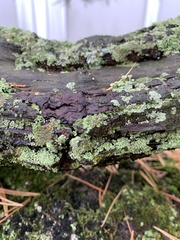 Flavoparmelia caperata