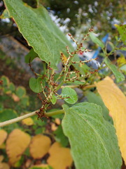 Reynoutria
