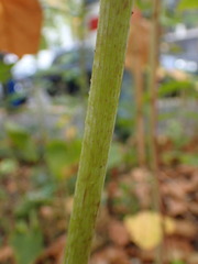 Reynoutria
