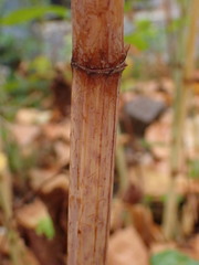 Reynoutria