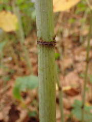 Reynoutria