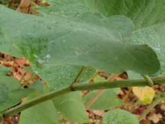 Reynoutria