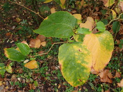 Reynoutria