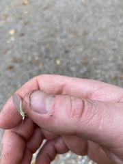 Chrysopa quadripunctata