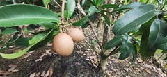 Sapotaceae
