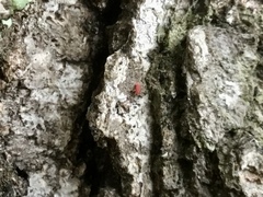 Coccobaphes frontifer