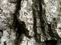 Coccobaphes frontifer