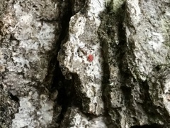 Coccobaphes frontifer