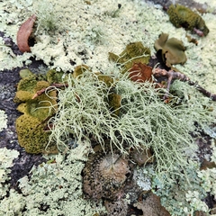 Usnea subfloridana