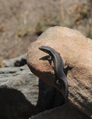 Trachylepis punctatissima