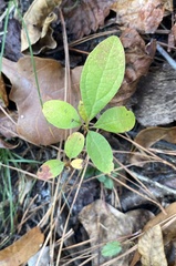 Sassafras albidum