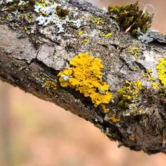 Xanthomendoza ulophyllodes