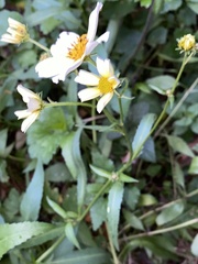 Bidens aurea