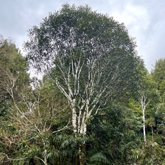 Pseudopanax crassifolius