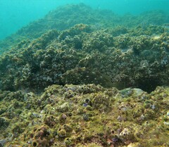 Epinephelus labriformis