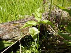 Arisaema triphyllum