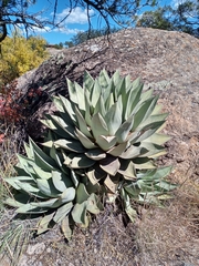 Agave parryi