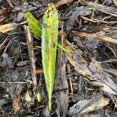 Pseudopanax crassifolius