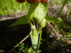 Arisaema triphyllum