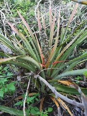 Bromelia