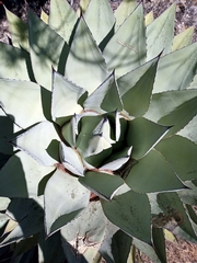 Agave parryi